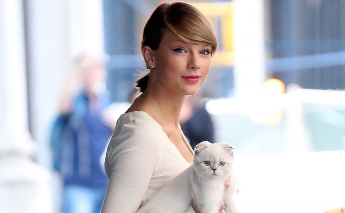 Дикая кошка певица. Taylor Swift mushuk. Порода кошки Тейлор Свифт.